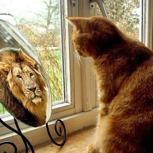 njeri muchunu academy - failing forward